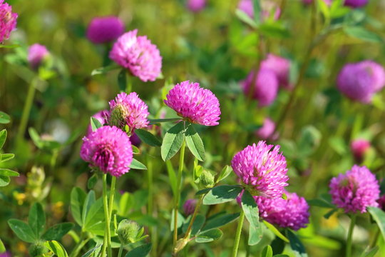 Fototapeta Flowers of a red clover on a meadow