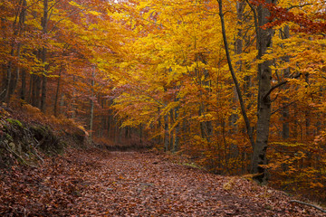 Beech forest in Autumn