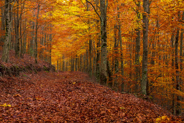 Fototapeta premium Beech forest in Autumn