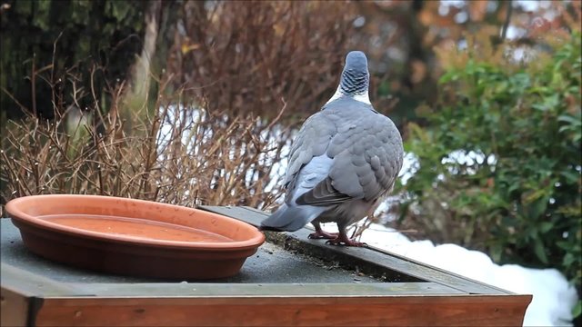 Taube im Winter stehend neben Wasserschale im Garten, Schnee