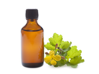 Oil celandine herbs in a dark bottle on a white background