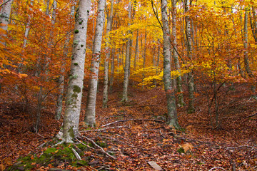 Obraz premium Las bukowy jesienią