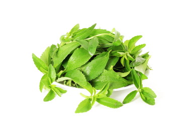 stevia sugar substitute herb in white background