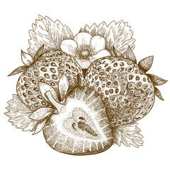 engraving  antique illustration of strawberry
