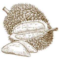 engraving  antique illustration of durian fruit