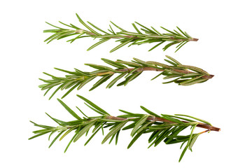 Obraz premium rosemary isolated on white background