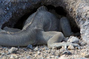 Nest of Iguana, Galapagos Islands, Ecuador