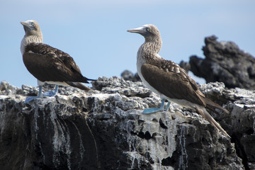 Blue-footed boobies, Galagapos Islands, Ecuador