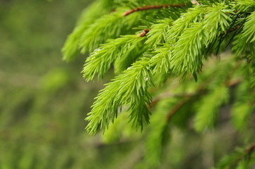 сосна © molodovatv