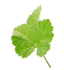 Currant leaf isolated on the white background