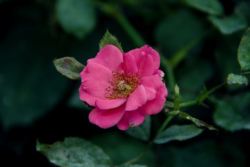Fototapeta premium Red Rose After Rain