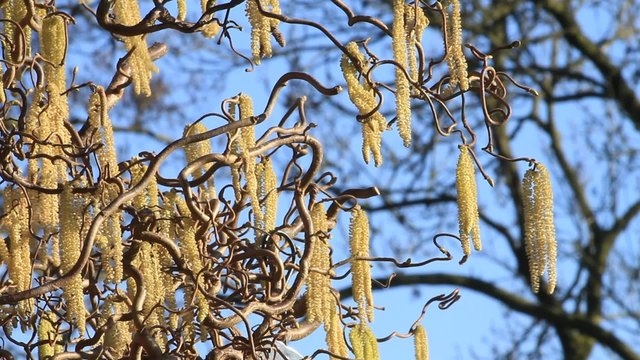 Korkenzieherhaselnuss, Corylus avellana Contorta,  haselnussbaum, bl&uuml;hende k&auml;tzchen, m&auml;rz
