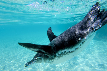 Galapagos penguin swimming underwater. Galagapos, Ecuador