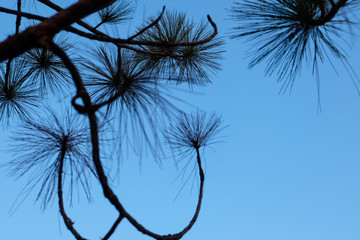 Silhouette of pine tree