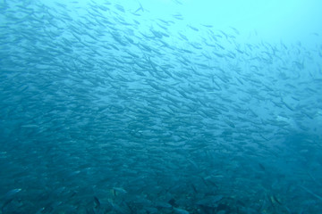 Fototapeta na wymiar Shoal of fish in the Pacific Ocean, Galapagos