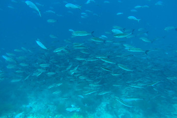 Shoal of fish in the Pacific Ocean, Galapagos