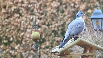 Search Photos Columba Palumbus