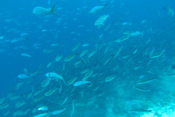 Shoal of fish in the Pacific Ocean, Galapagos