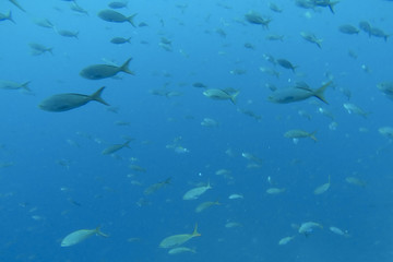Shoal of fish in the Pacific Ocean, Galapagos
