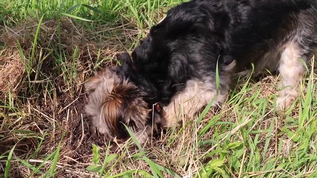 hund gr&auml;bt