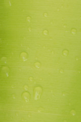 Banana leaf textured with rain drop