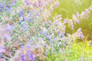 Soft focus on flower, summer blurry background