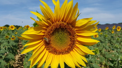 Fototapeta premium Ape su girasole