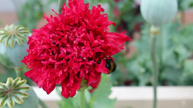 Hummel beim best&auml;uben