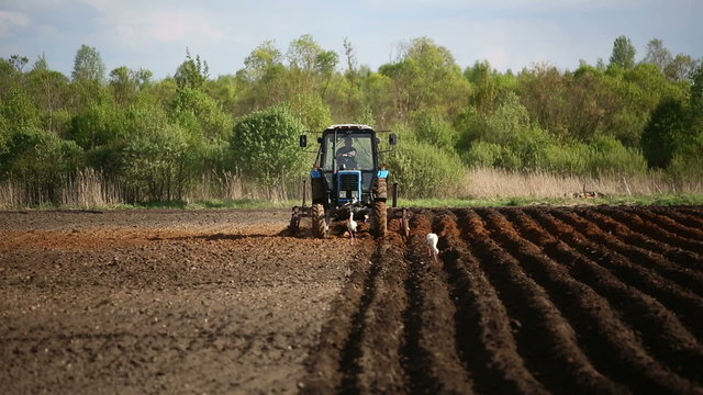 Farmer in tractor and birds preparing land for sowing.