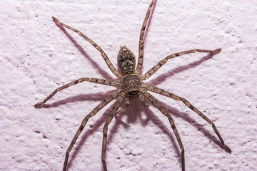spider
