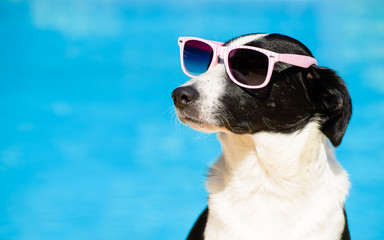 Funny dog with sunglasses on summer towards swimming pool