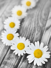 Obraz premium Margeriten
