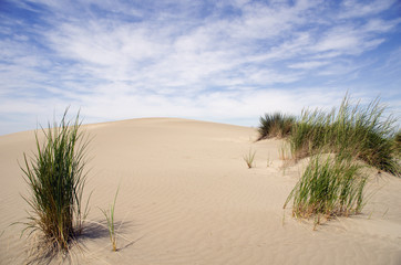 Sand dunes with vegetation