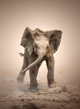 Elephant Calf mock charging