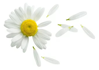 Zelfklevend Fotobehang Kamille bloem vliegende bloemblaadjes geïsoleerd op een witte achtergrond © kovaleva_ka