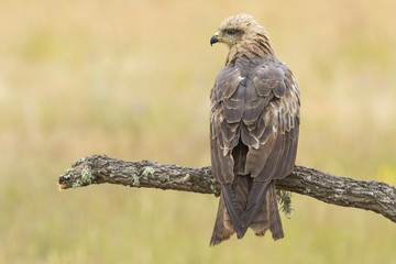 Black Milano( Milvus migrans ) perched on his perch