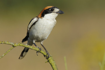 Obraz premium Shrike( Lanius senator) , perched on a branch