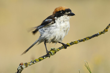 Shrike( Lanius senator) , perched on a branch after the bath
