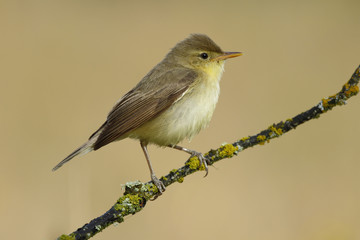 Bonelli's Warbler( Phylloscopus bonelli ) , perched on a branch