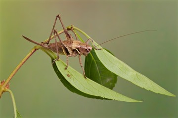 cavalletta, locusta,  su ramoscello