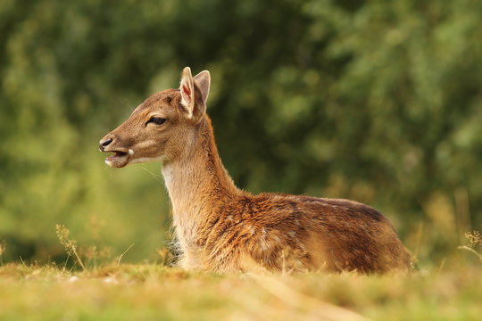 young fallow deer standing in the grass