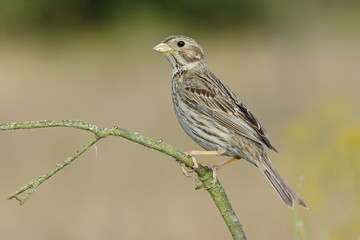 Triguero Bunting (Miliaria calandra), perched on a branch