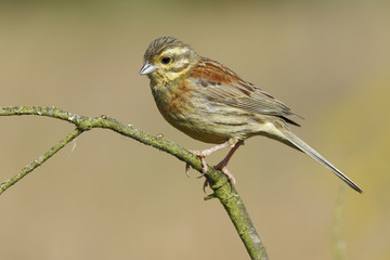 Cirl Bunting( Emberiza cirlus ) , perched on a branch