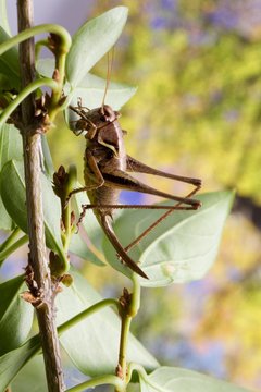 cavalletta, locusta,  su ramoscello