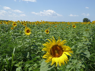 Obraz premium Summer