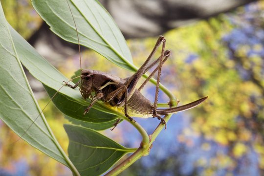 cavalletta, locusta,  su ramoscello