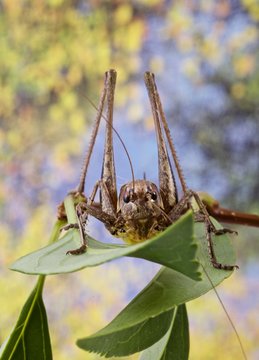 cavalletta, locusta,  su ramoscello