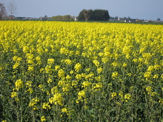 Flower of rape