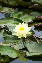 beautiful lotus in pond