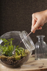 Terrarium, a hand with a tweezer making of bottle terrarium plant green house.